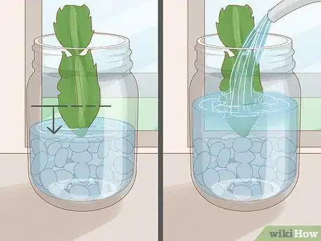 Image intitulée Propagate Christmas Cactus Step 17