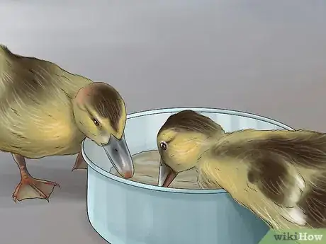 Image intitulée Hatch a Mallard Duck Egg Step 13