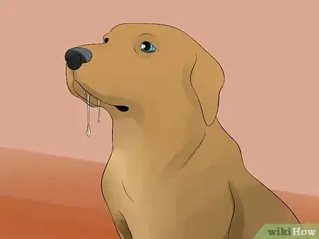 Image intitulée Make Your Dog Drink Water Step 2