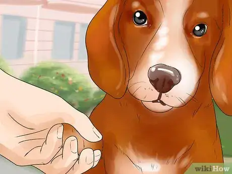 Image intitulée Temperament Test a Dog Step 15