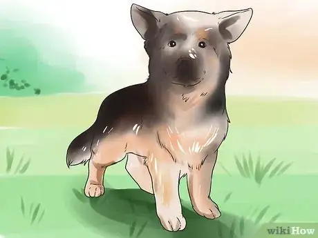 Image intitulée Tape Up Stubborn German Shepherd Puppy Ears Step 14