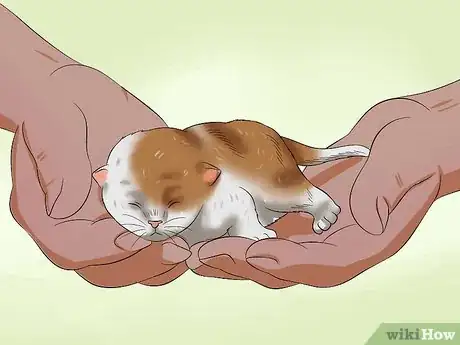 Image intitulée Move Newborn Kittens Step 5