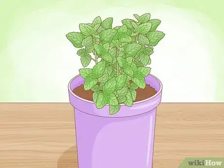 Image intitulée Grow Mint in a Pot Step 5