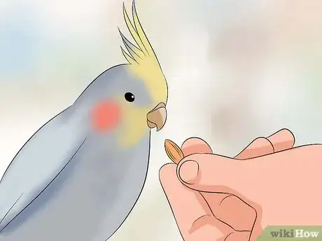 Image intitulée Train a Cockatiel to Talk Step 7