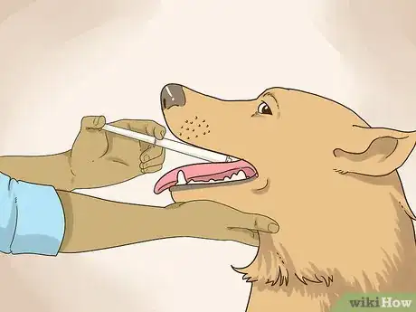 Image intitulée Treat an Allergic Reaction to Flea and Tick Preventatives Step 10