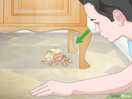 Image intitulée Play With Your Hermit Crab Step 12