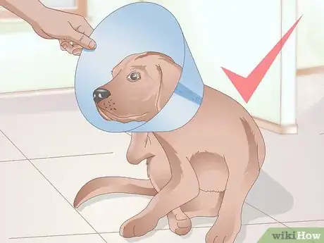 Image intitulée Care for Your Dog After Being Neutered Step 4