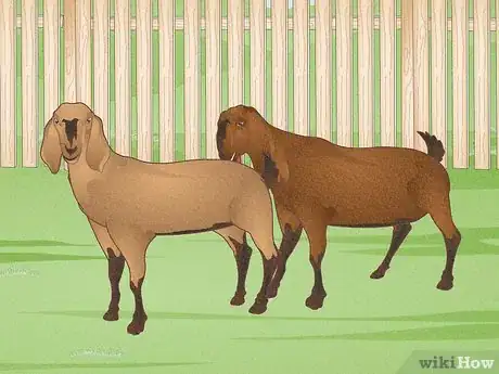 Image intitulée Raise Goats Step 13