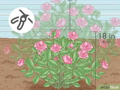 Image intitulée Save a Dying Rose Bush Step 10