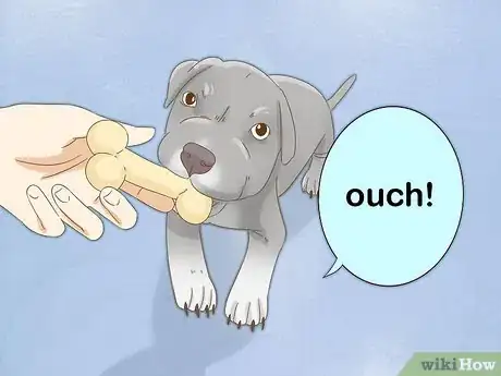 Image intitulée Take Care of a Pitbull Puppy Step 3