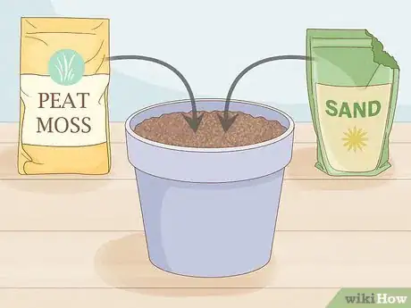 Image intitulée Grow Gardenia from Cuttings Step 4