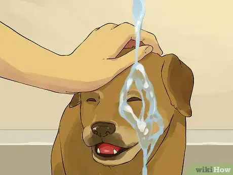 Image intitulée Give a Small Dog a Bath Step 12