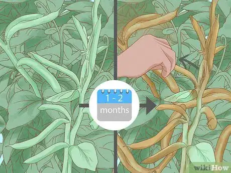 Image intitulée Grow a Bean Plant Step 15