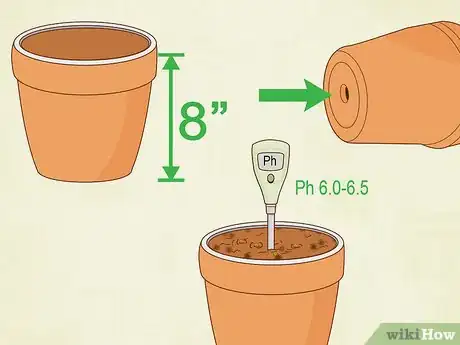 Image intitulée Grow Lentils Step 4