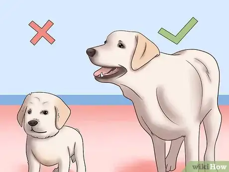 Image intitulée Know if Your Male Dog Is Ready to Breed Step 1