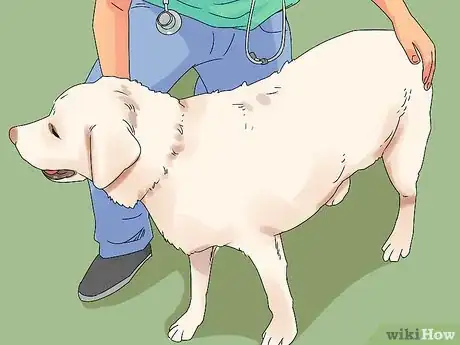 Image intitulée Determine if Your Dog Is Obese Step 7