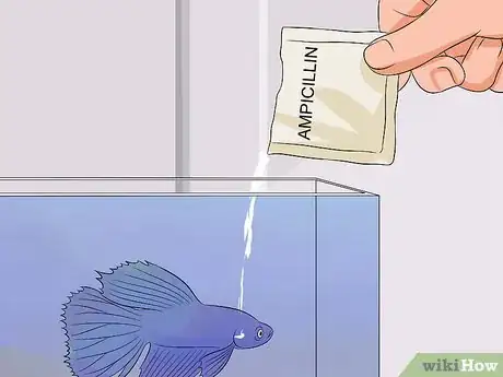 Image intitulée Cure Betta Fish Diseases Step 11