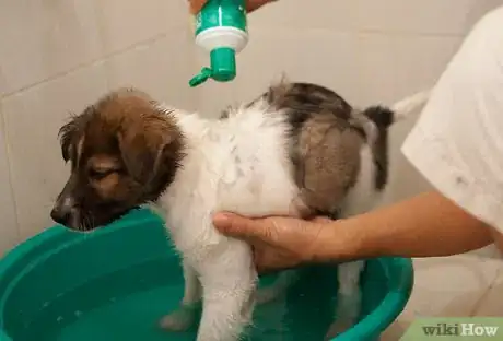 Image intitulée Bathe a Puppy for the First Time Step 19
