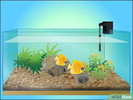 Image intitulée Take Care of Your Fish (Tanks) Step 6