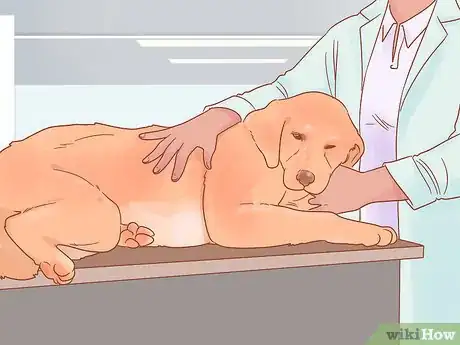 Image intitulée Care for a Pregnant Dog Step 6