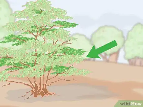Image intitulée Grow a Sandalwood Tree Step 3