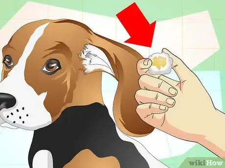 Image intitulée Heal Ear Infections in Dogs Step 16