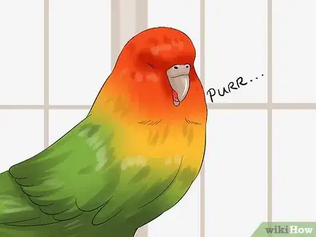Image intitulée Tell if Your Pet Budgie Likes You Step 9