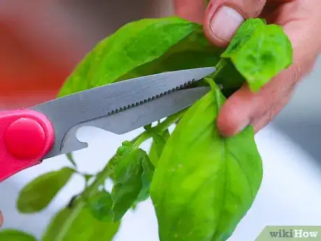 Image intitulée Dry Basil Step 2