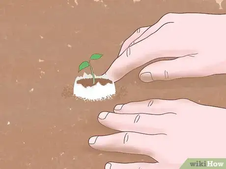 Image intitulée Fertilize Soil With Eggshells Step 20