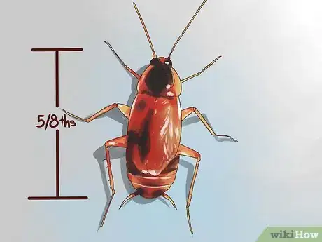 Image intitulée Identify a Cockroach Step 1