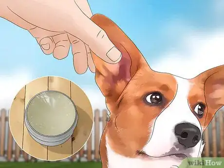 Image intitulée Keep Flies Off Dogs Step 9