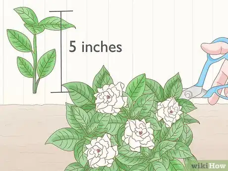 Image intitulée Grow Gardenia from Cuttings Step 2