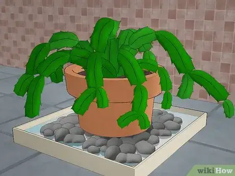 Image intitulée Care for a Christmas Cactus Step 2