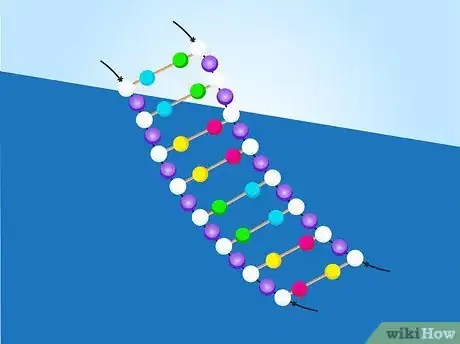 Image intitulée Make a Model of DNA Using Common Materials Step 19