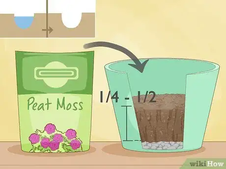 Image intitulée Repot a Ficus Tree Step 6