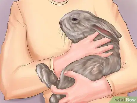Image intitulée Make Your Rabbit Like You Step 8