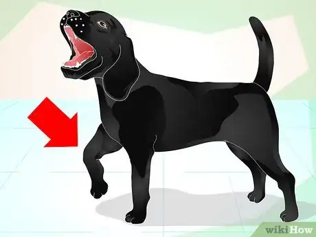 Image intitulée Make a Dog's Coat Shine Step 8