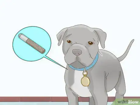 Image intitulée Take Care of a Pitbull Puppy Step 6