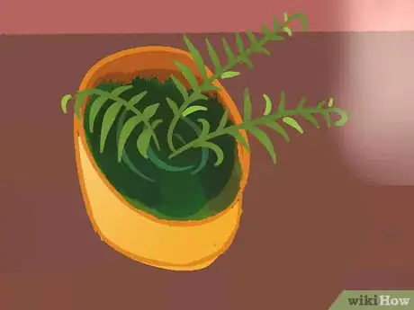 Image intitulée Grow Fern Indoors Step 5