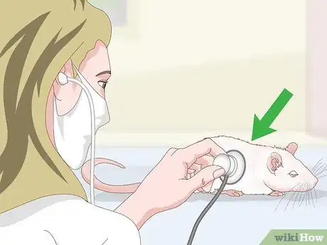 Image intitulée Treat Respiratory Disease in Rats Step 12