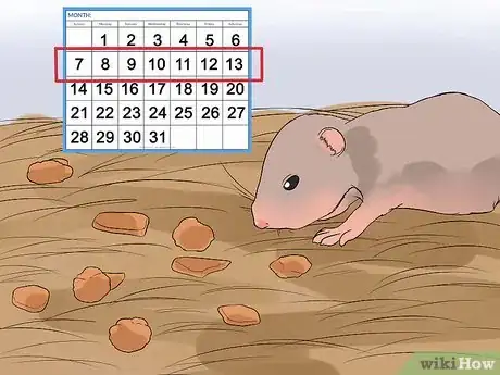 Image intitulée Breed Syrian Hamsters Step 23