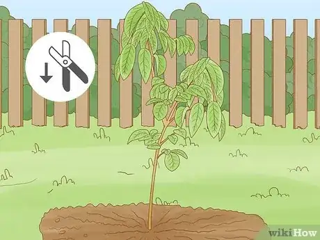 Image intitulée Prune a Fruit Tree Step 5