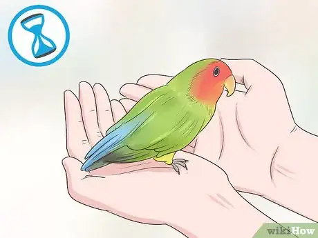 Image intitulée Bond with a Lovebird Step 3