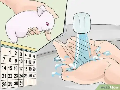 Image intitulée Care for Newborn Rabbits Step 11