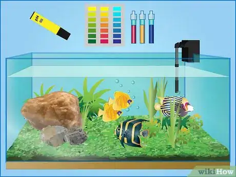 Image intitulée Take Care of Your Fish (Tanks) Step 8