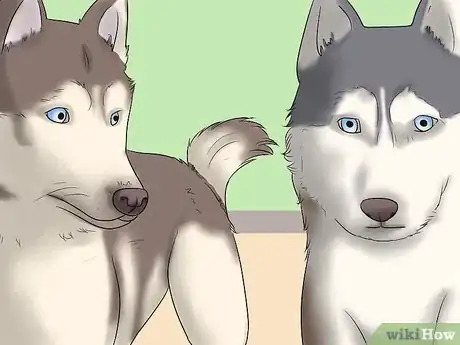 Image intitulée Know if Your Male Dog Is Ready to Breed Step 7