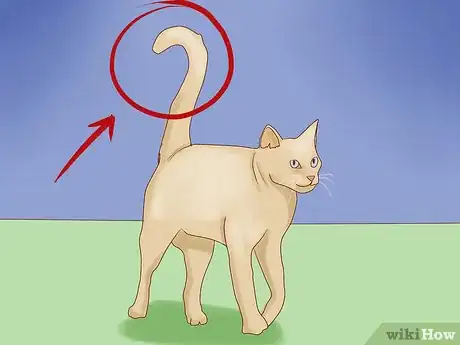 Image intitulée Understand Your Cat's Body Language Step 2