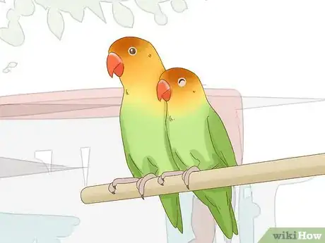 Image intitulée Breed Lovebirds Step 3