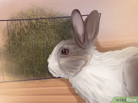 Image intitulée Make Your Rabbit Like You Step 6