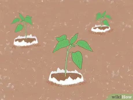 Image intitulée Fertilize Soil With Eggshells Step 21